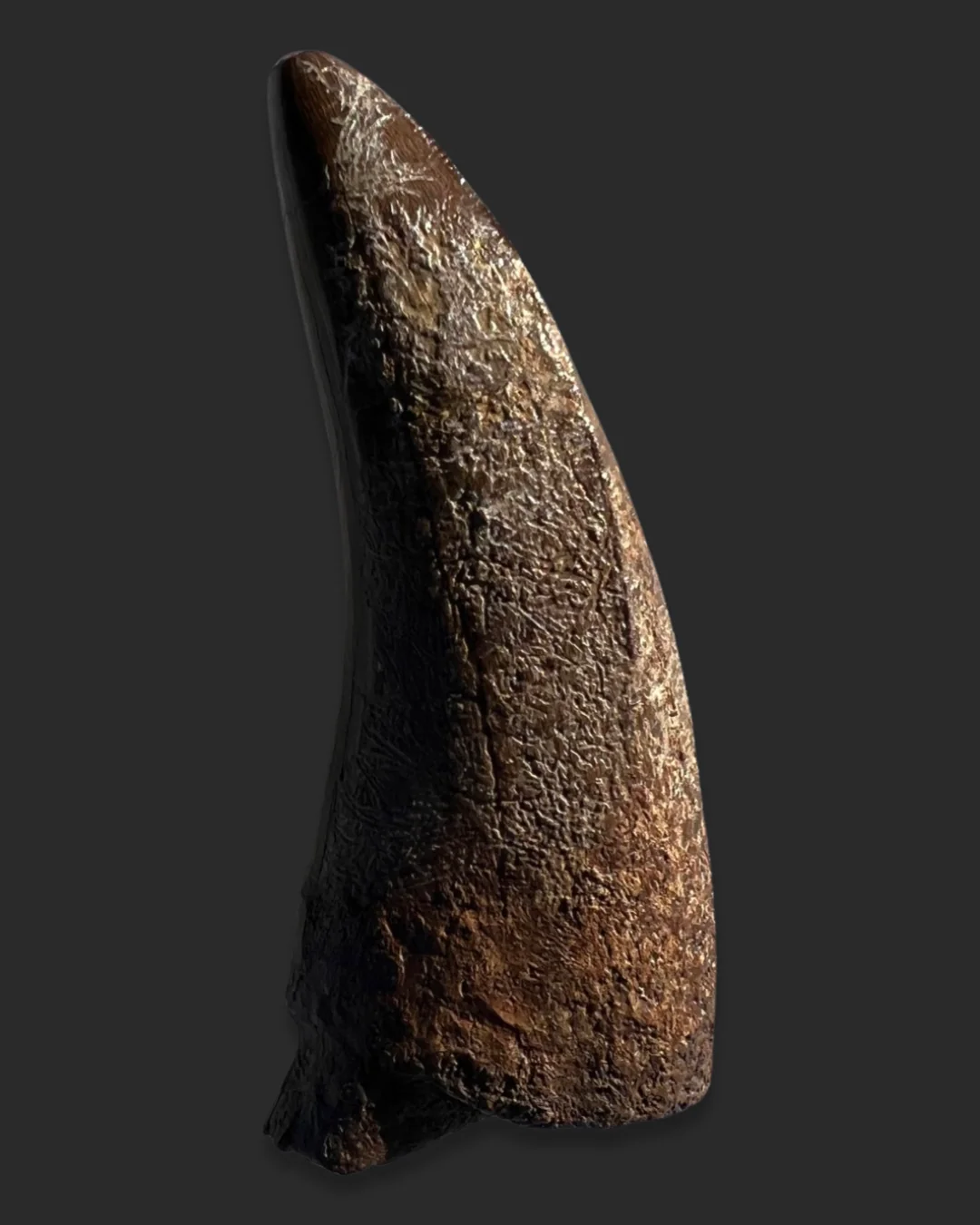 Large T. rex Tooth on Mammoth Ivory Pedestal - Image 16
