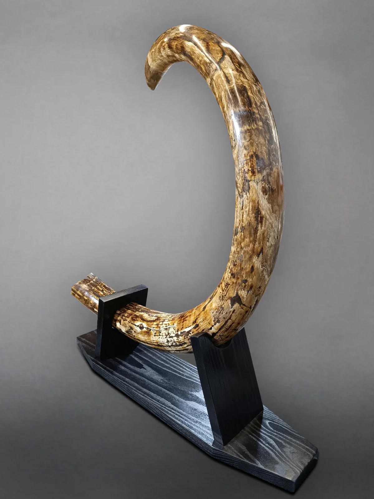 Woolly Mammoth Tusk - 9' long, 100 lbs. - Image 6