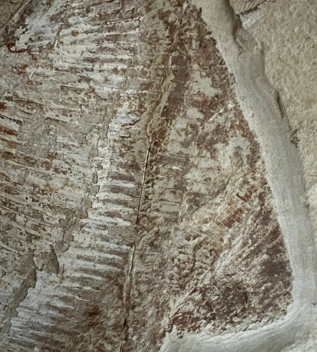 Marine Fossil Association Featuring 23.5” Ray - Image 5