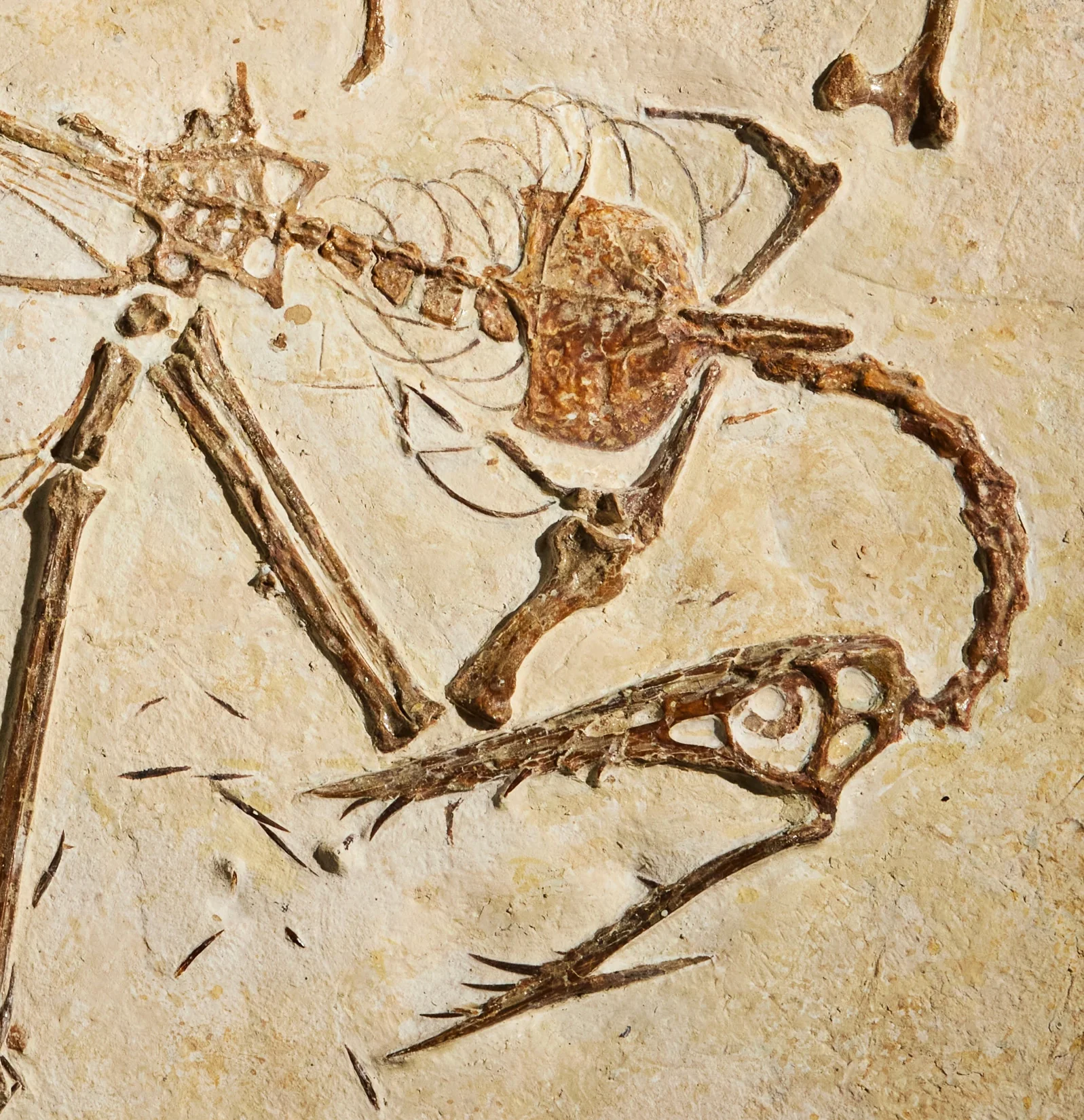 Pterosaur Skeleton - Image 3