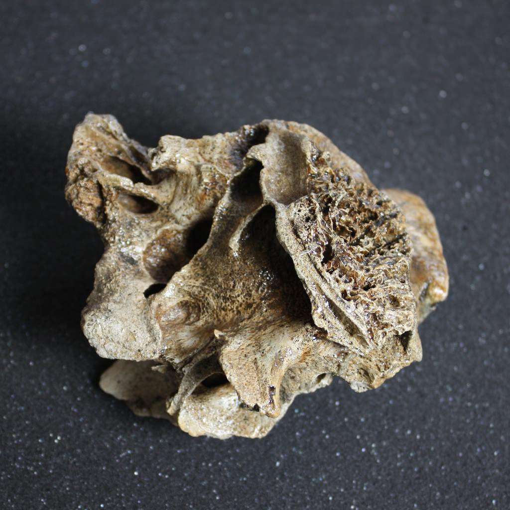 Rare Baby Woolly Mammoth Jaw with P3 Tooth, Holland - Image 7