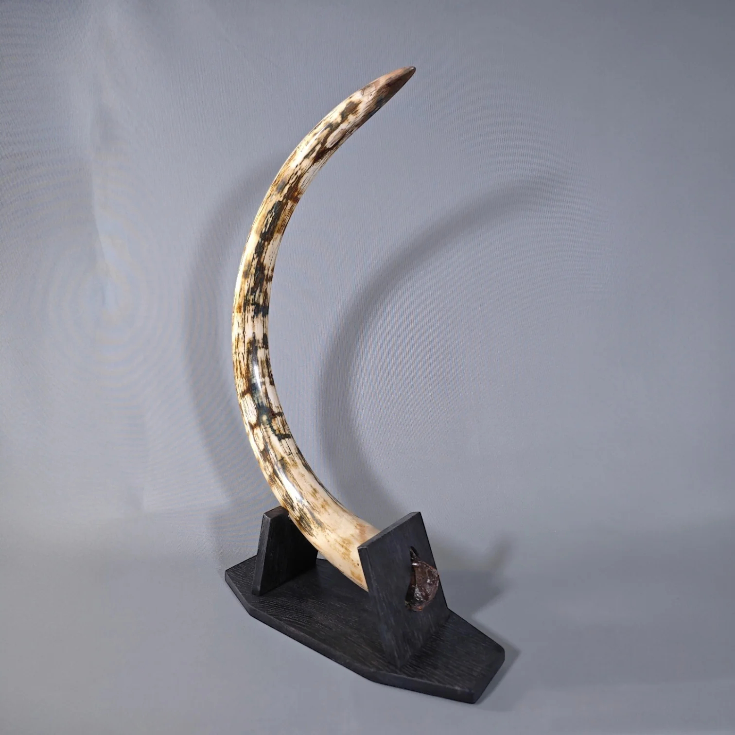 Mammoth Fossil Collection